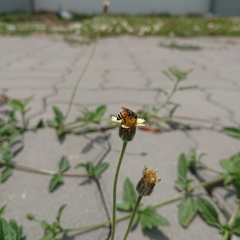 Apis florea