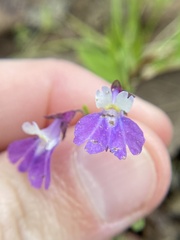 Collinsia violacea