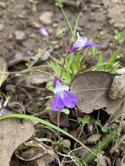 Collinsia violacea