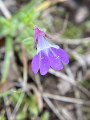 Collinsia violacea