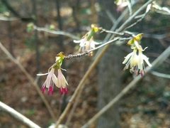 Lonicera praeflorens