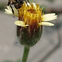Tridax procumbens