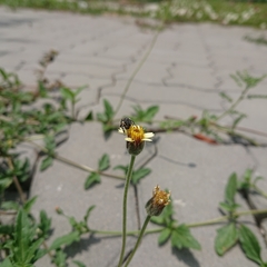 Tridax procumbens