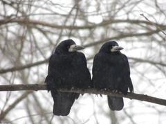 Corvus frugilegus