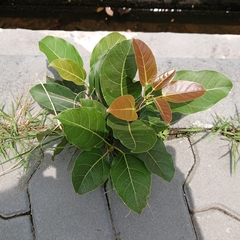 Ficus virens