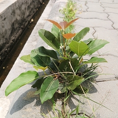 Ficus virens