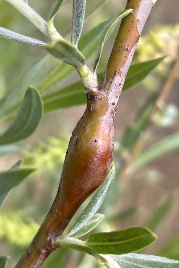 Willow Stem Sawfly