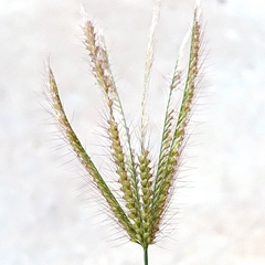 Chloris barbata