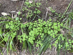 Vancouveria hexandra