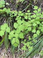 Vancouveria hexandra