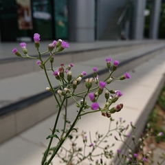 Cyanthillium cinereum