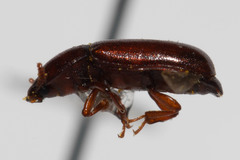 Corticeus