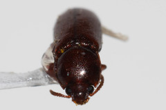 Corticeus