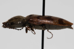 Pseudanostirus