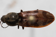 Pseudanostirus