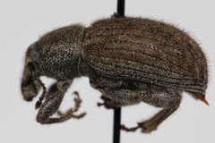Dyslobus luteus