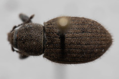 Dyslobus luteus