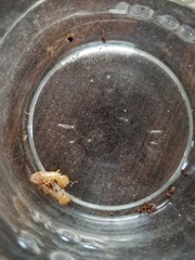 Zootermopsis laticeps