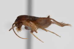 Myrmecophilus manni
