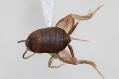 Myrmecophilus manni