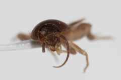 Myrmecophilus manni