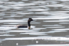 Podiceps nigricollis