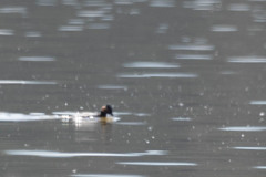 Podiceps nigricollis