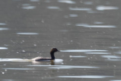 Podiceps nigricollis