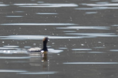 Podiceps nigricollis