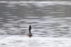 Podiceps nigricollis