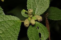 Boehmeria pilosiuscula