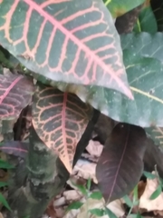Codiaeum variegatum