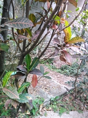 Codiaeum variegatum