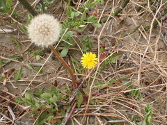 Taraxacum hamatulum