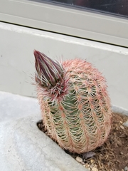 Echinocereus pectinatus