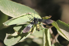 Macrocneme chrysitis