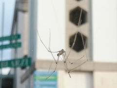 Pholcus phalangioides