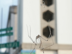 Pholcus phalangioides