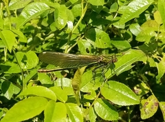 Calopteryx virgo