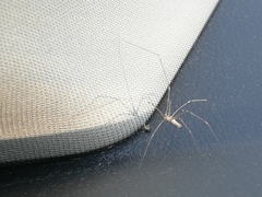 Pholcus phalangioides