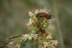 Andrena prunorum