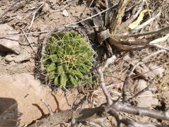 Mammillaria longimamma