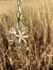 Chlorogalum angustifolium
