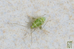 Miridae