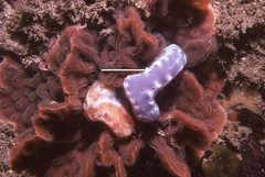 Sycozoa cerebriformis