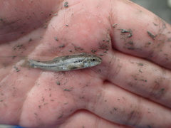 Microphysogobio alticorpus