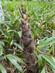 Phyllostachys edulis