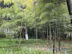 Phyllostachys edulis
