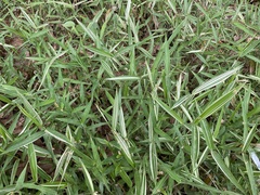 Pleioblastus fortunei