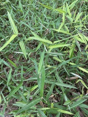 Pleioblastus fortunei